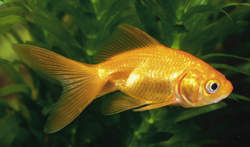 Jon the Goldfish!